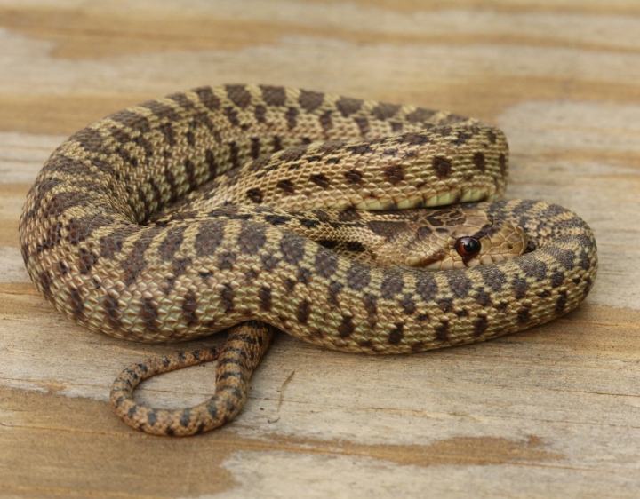 Pacific Gopher Snake